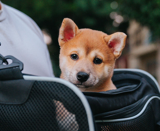 Transportburar till hund - XL ZOO